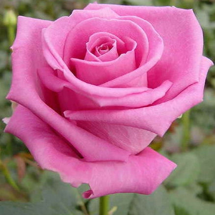 Trandafir Butas Teahibrid "Aqua", 1 Bucata