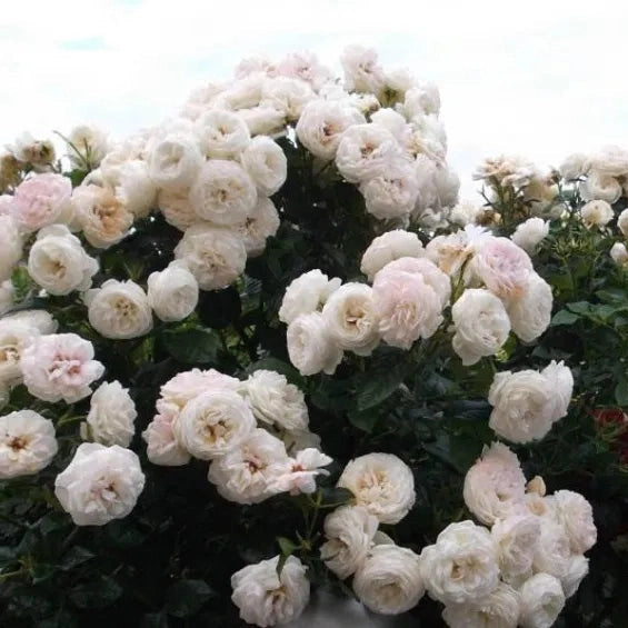 Trandafir Butas Teahibrid "Artemis", 1 Bucata