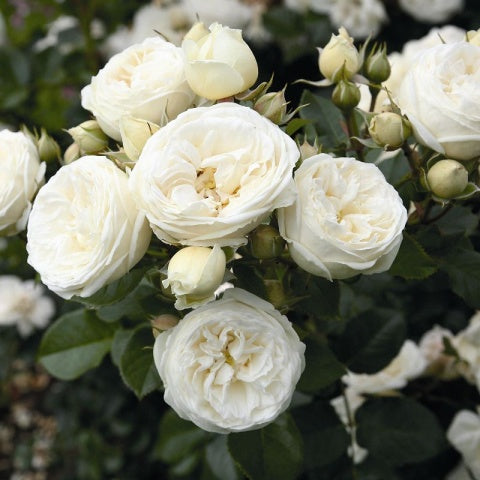 Trandafir Butas Teahibrid "Artemis", 1 Bucata