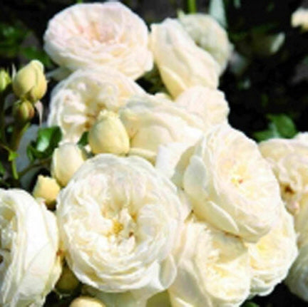 Trandafir Butas Teahibrid "Artemis", 1 Bucata