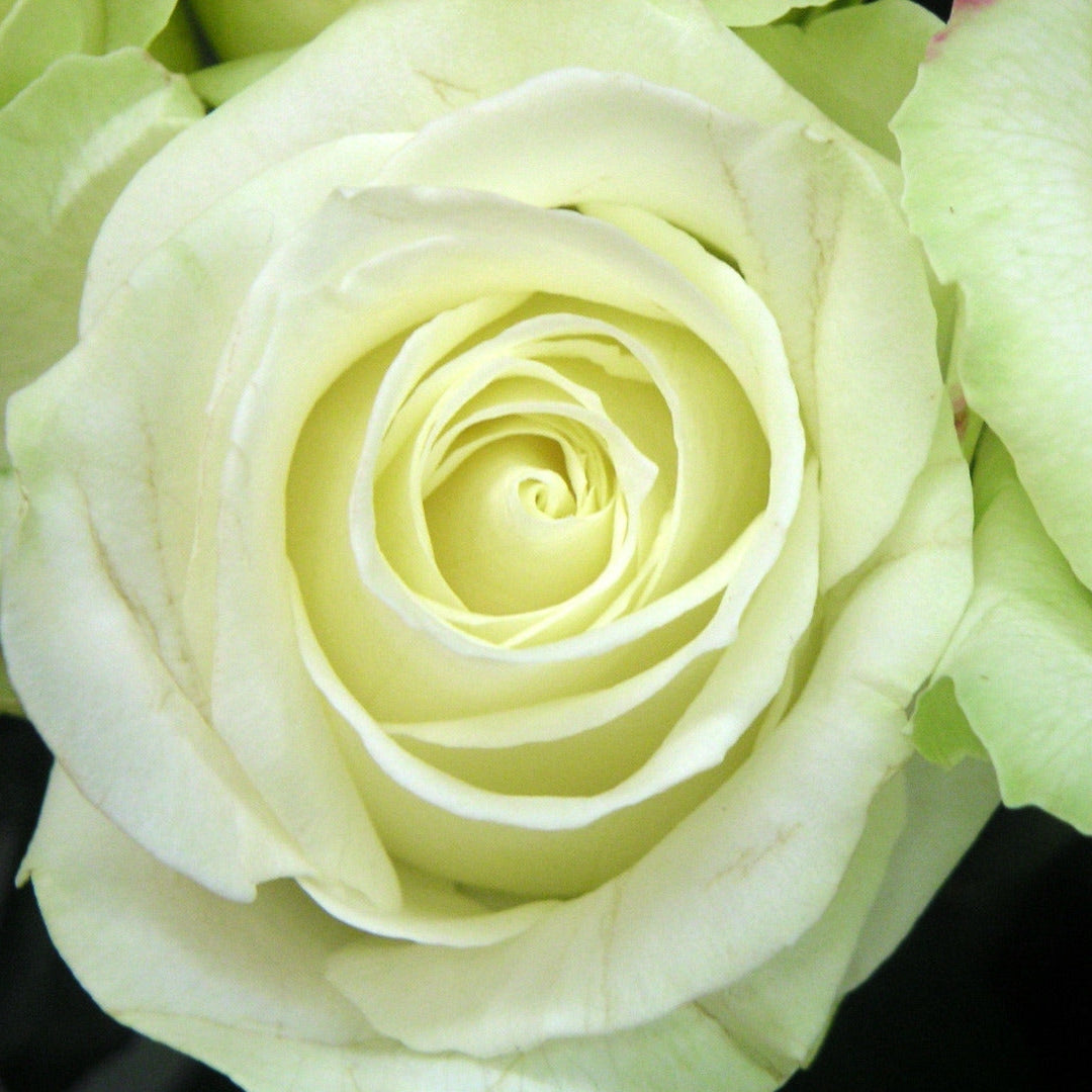 Trandafir Butas Teahibrid "Avalanche", 1 Bucata