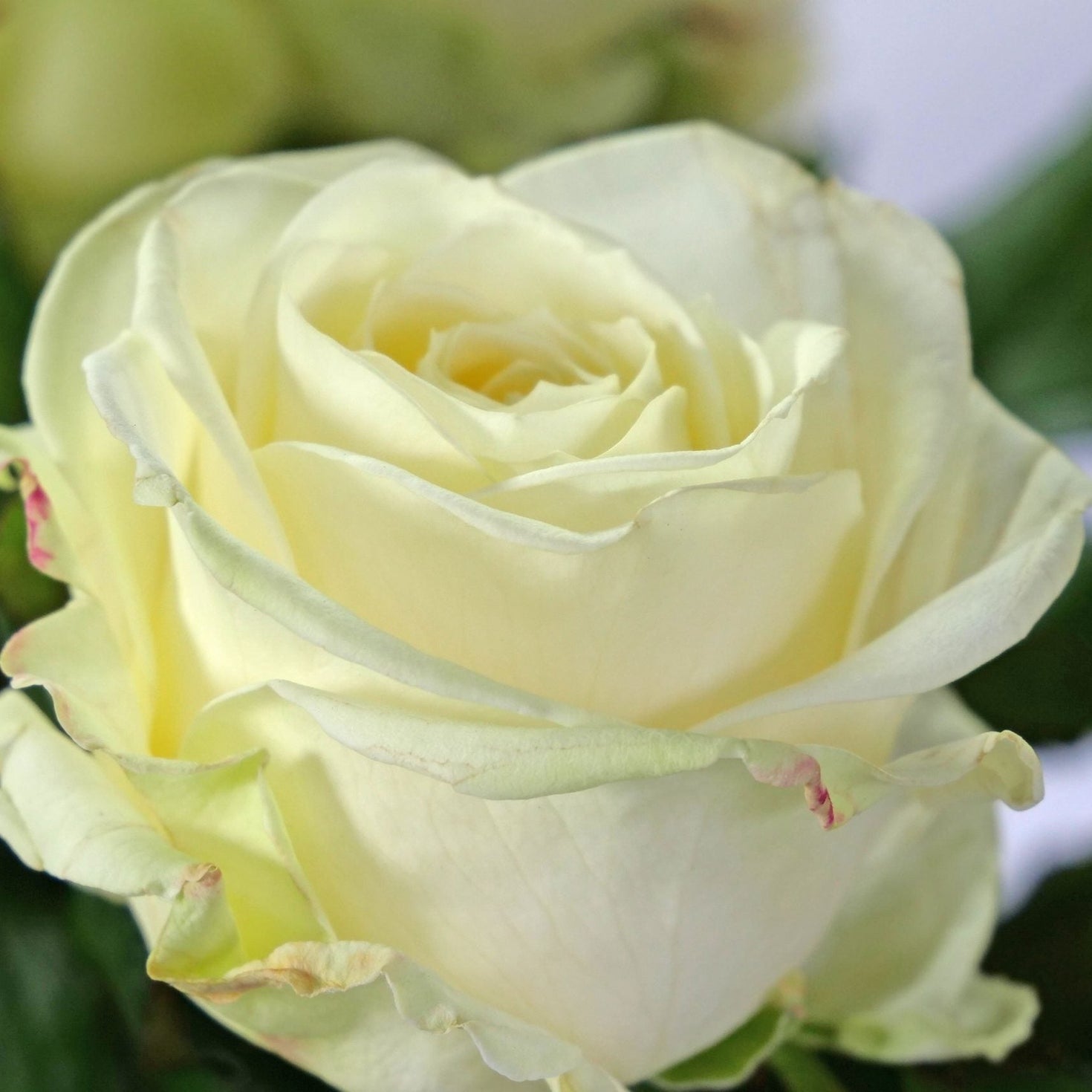 Trandafir Butas Teahibrid "Avalanche", 1 Bucata