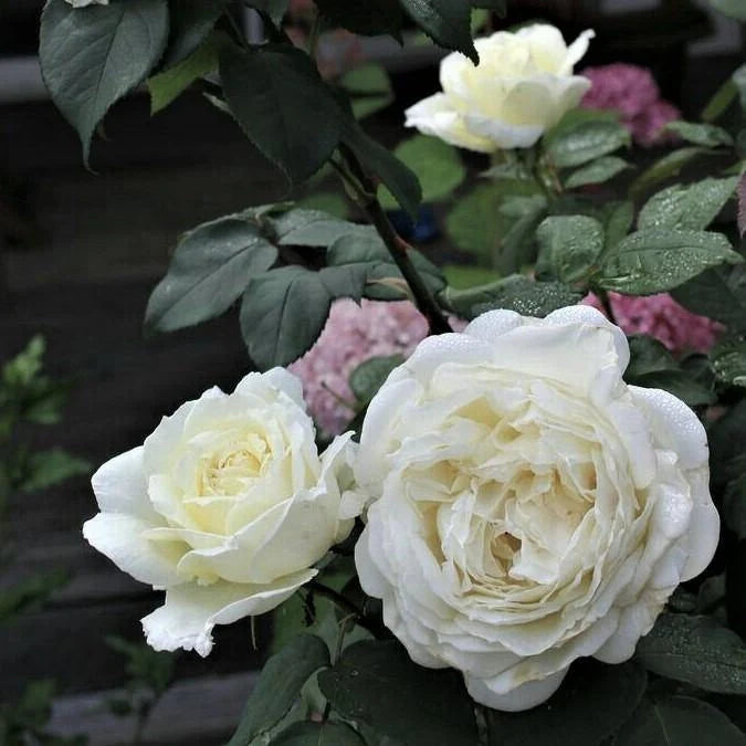 Trandafir Butaș Teahibrid "Avalanche", 1 Bucată