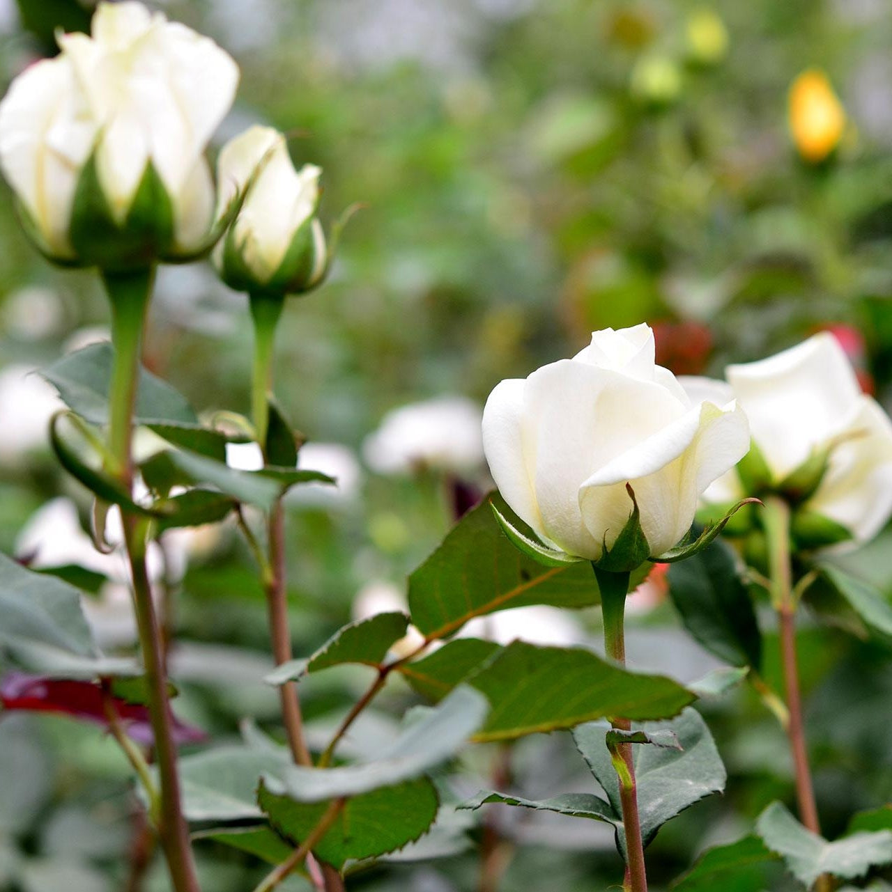 Trandafir Butas Teahibrid "Avalanche", 1 Bucata