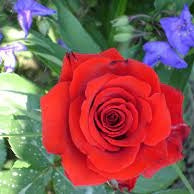 Trandafir Butas Teahibrid "Berlin", 1 Bucata