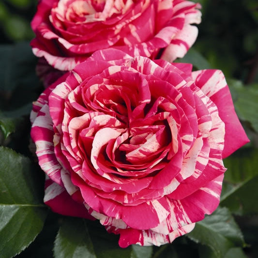 Trandafir Butas Teahibrid "Best Impression", 1 Bucata