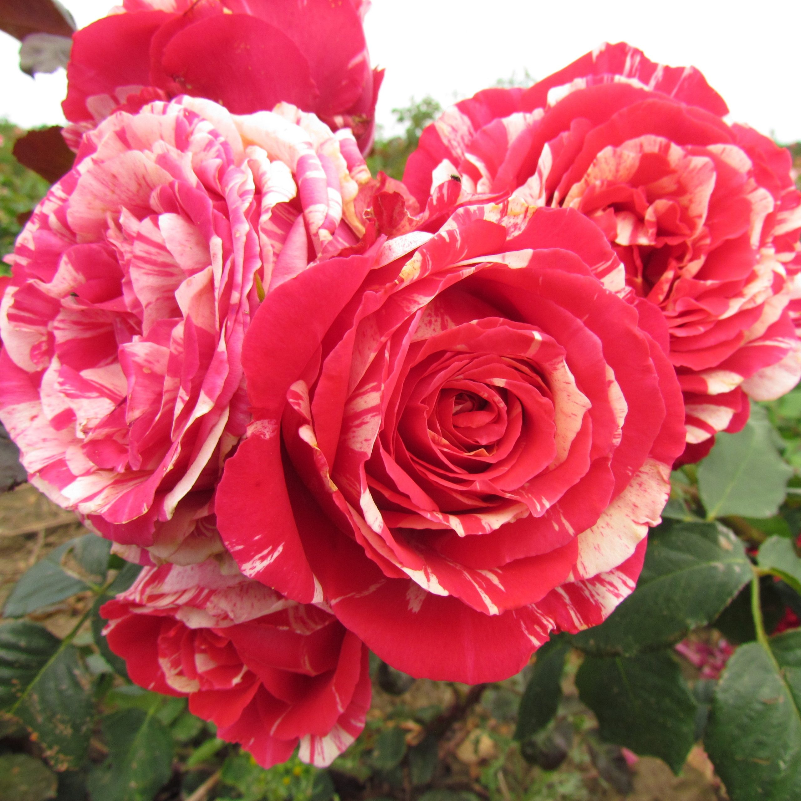 Trandafir Butas Teahibrid "Best Impression", 1 Bucata