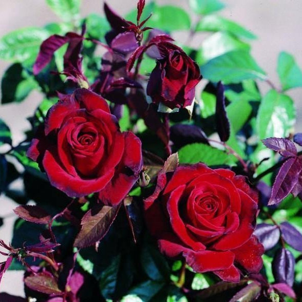 Trandafir Butas Teahibrid "Black Madonna", 1 Bucata