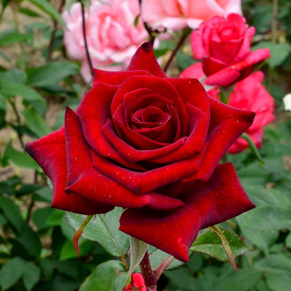 Trandafir Butas Teahibrid "Black Magic", 1 Bucata