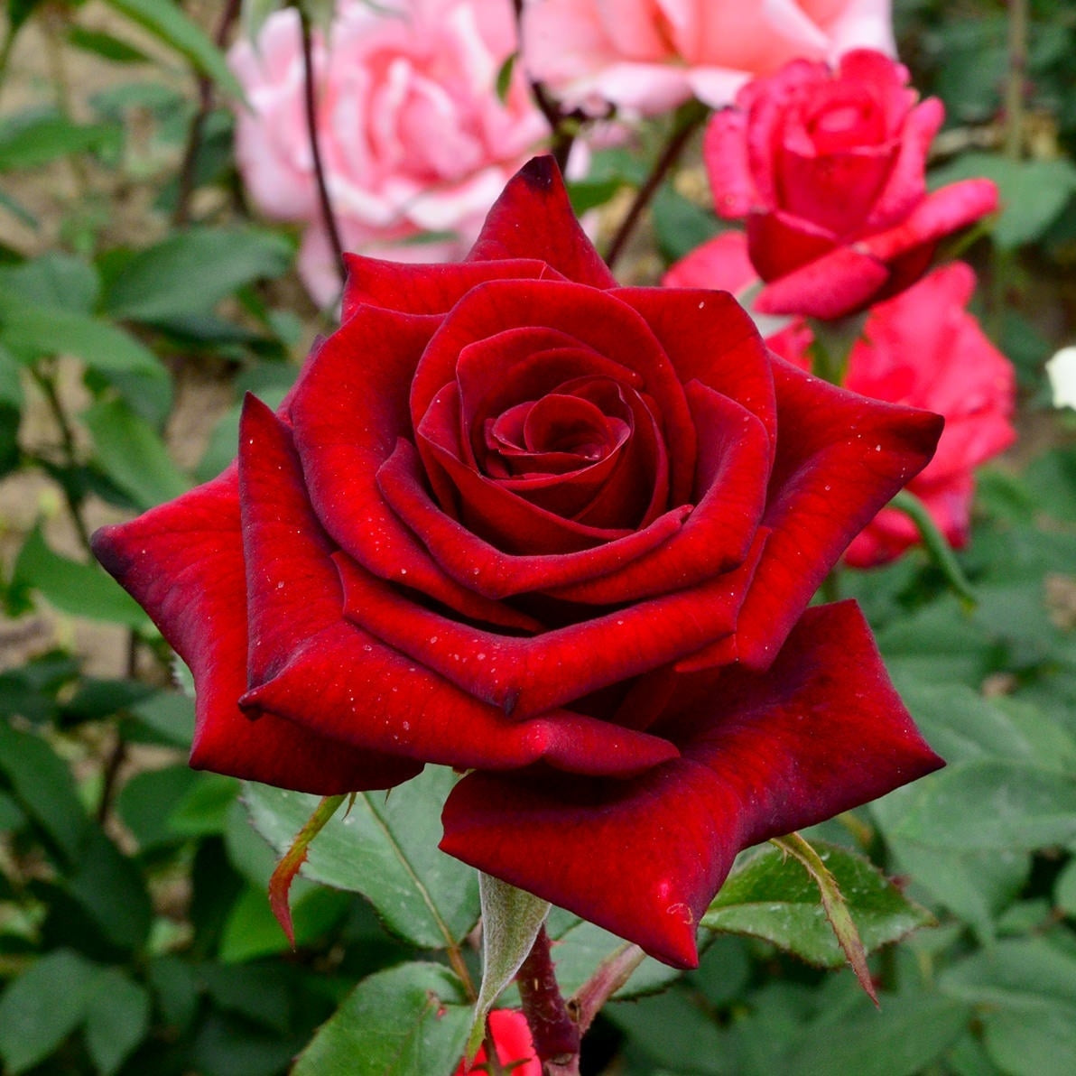 Trandafir Butas Teahibrid "Black Magic", 1 Bucata