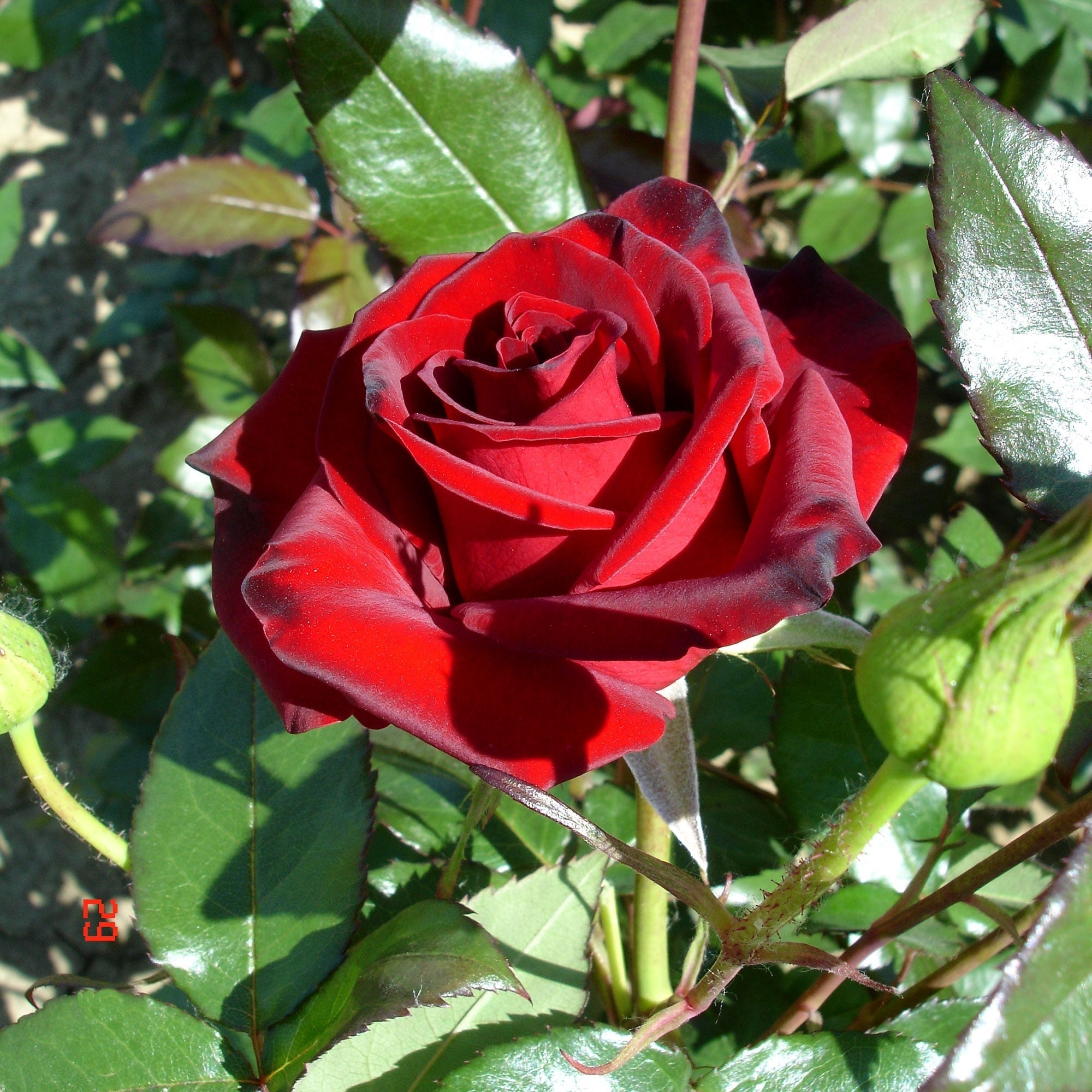 Trandafir Butas Teahibrid "Black Magic", 1 Bucata