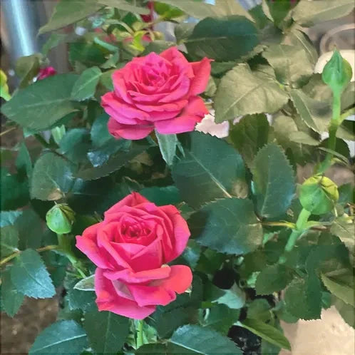 Trandafir Butas Teahibrid "Bugatti", 1 Bucata