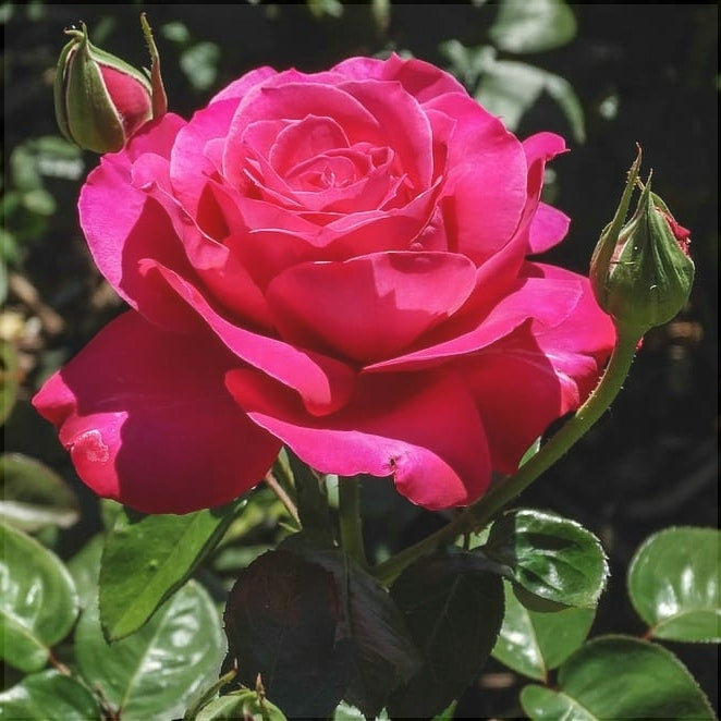 Trandafir Butas Teahibrid "Bugatti", 1 Bucata