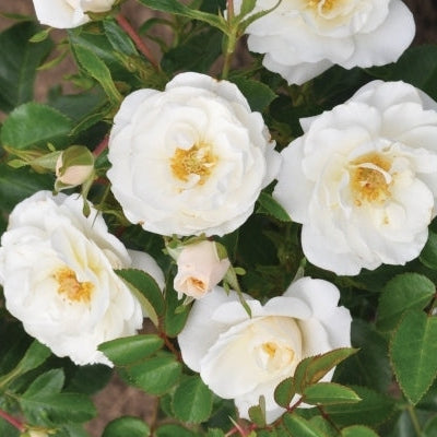 Trandafir Butas Teahibrid "Crystal", 1 Bucata