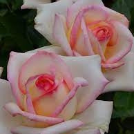 Trandafir Butas Teahibrid "Diamond D", 1 Bucata