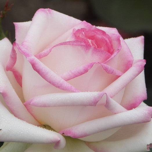 Trandafir Butas Teahibrid "Diamond D", 1 Bucata