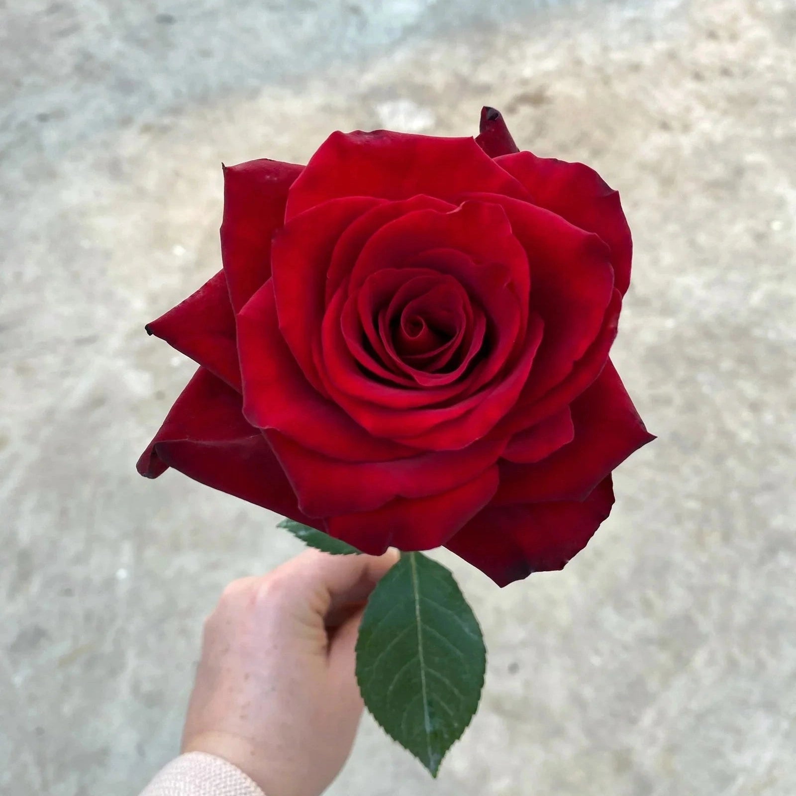 Trandafir Butas Teahibrid "Explorer", 1 Bucata