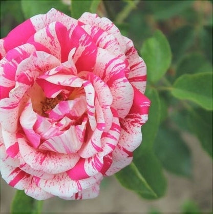 Trandafir Butas Teahibrid "Ferdinand", 1 Bucata