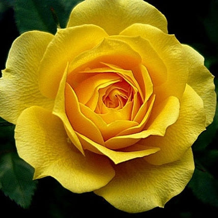 Trandafir Butas Teahibrid "Fresco", 1 Bucata