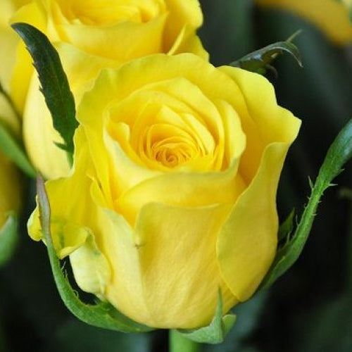 Trandafir Butas Teahibrid "Fresco", 1 Bucata