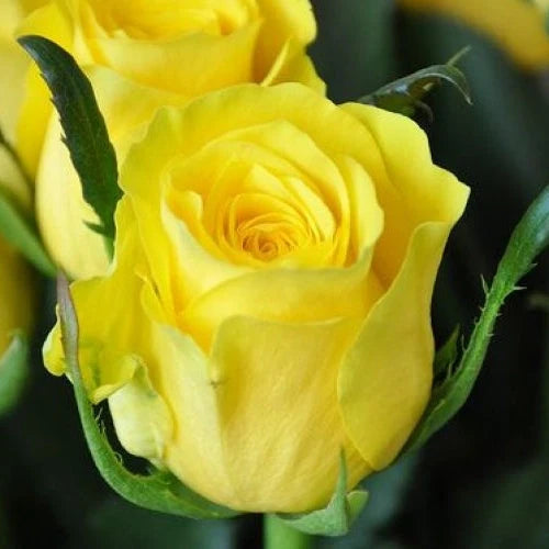 Trandafir Butaș Teahibrid "Fresco", 1 Bucată