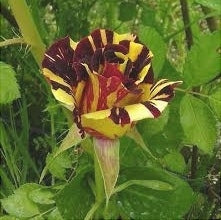 Trandafir Butas Teahibrid "Hocus-Pocus", 1 Bucata