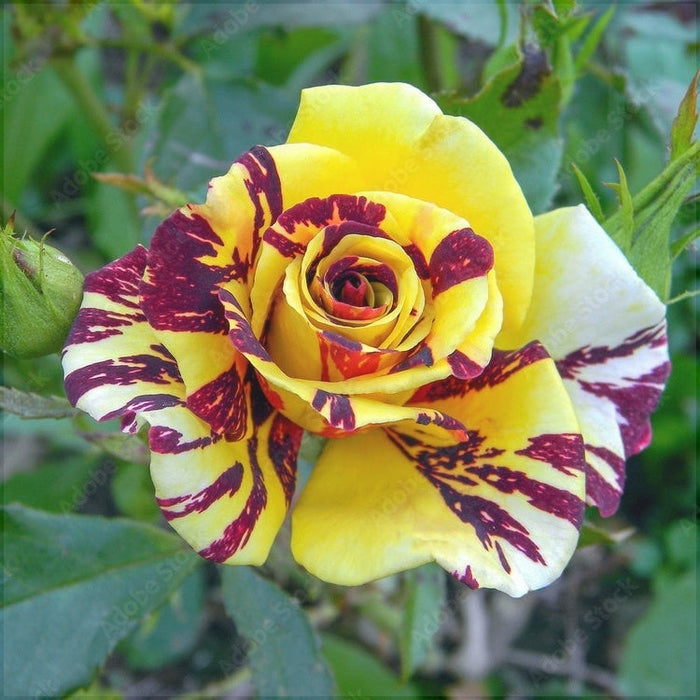 Trandafir Butas Teahibrid "Hocus-Pocus", 1 Bucata