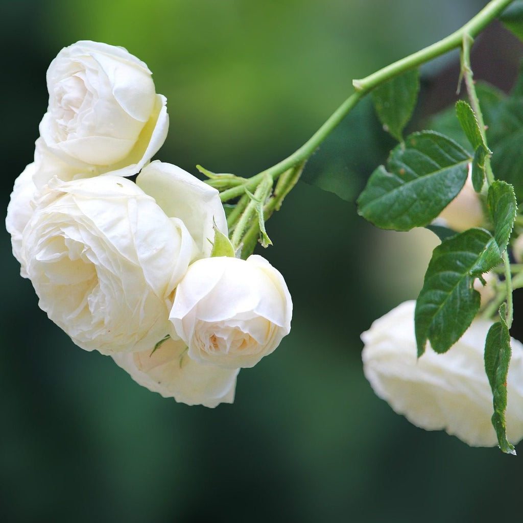 Trandafir Butas Teahibrid "Ilse Khron", 1 Bucata