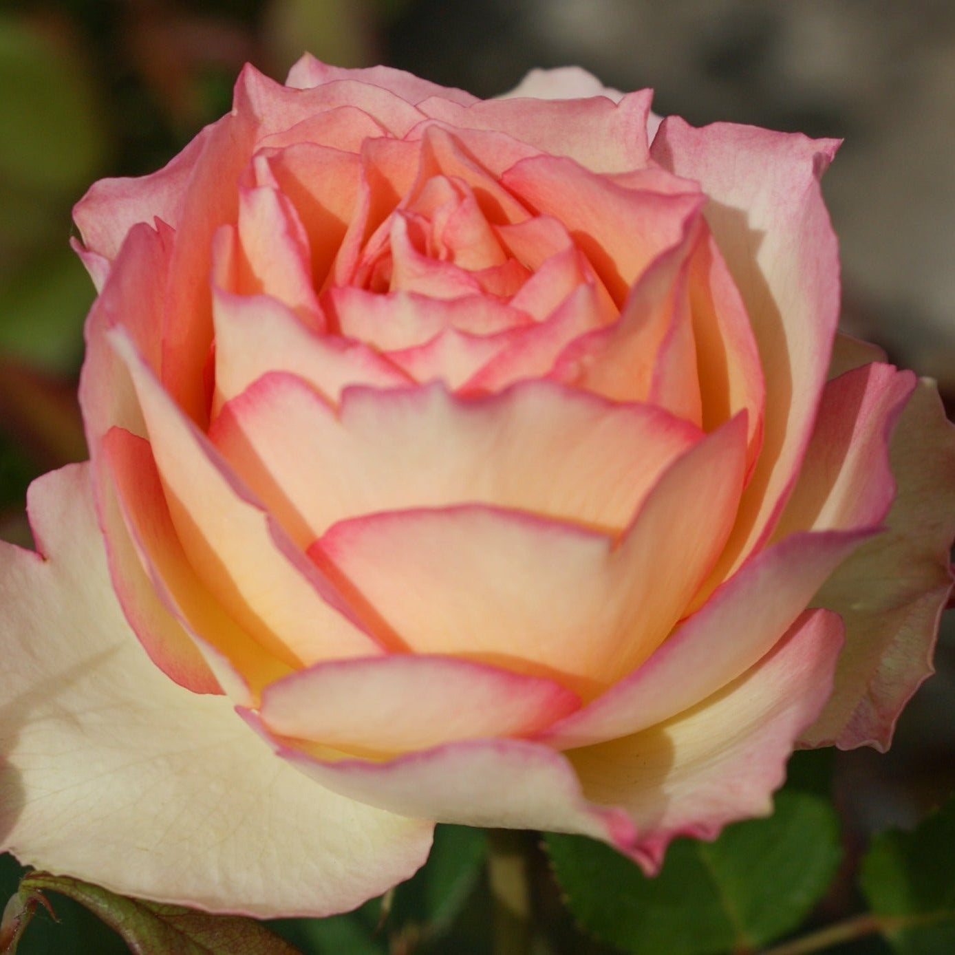 Trandafir Butas Teahibrid "Jalitah", 1 Bucata