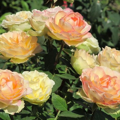 Trandafir Butas Teahibrid "Jalitah", 1 Bucata