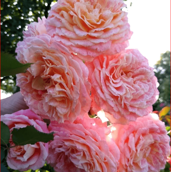 Trandafir Butas Teahibrid "Jeff L'Artiste", 1 Bucata