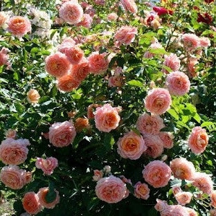 Trandafir Butas Teahibrid "Jeff L'Artiste", 1 Bucata