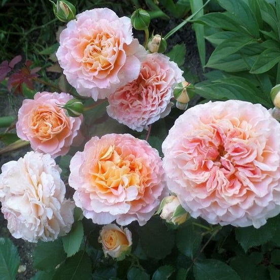 Trandafir Butas Teahibrid "Jeff L'Artiste", 1 Bucata