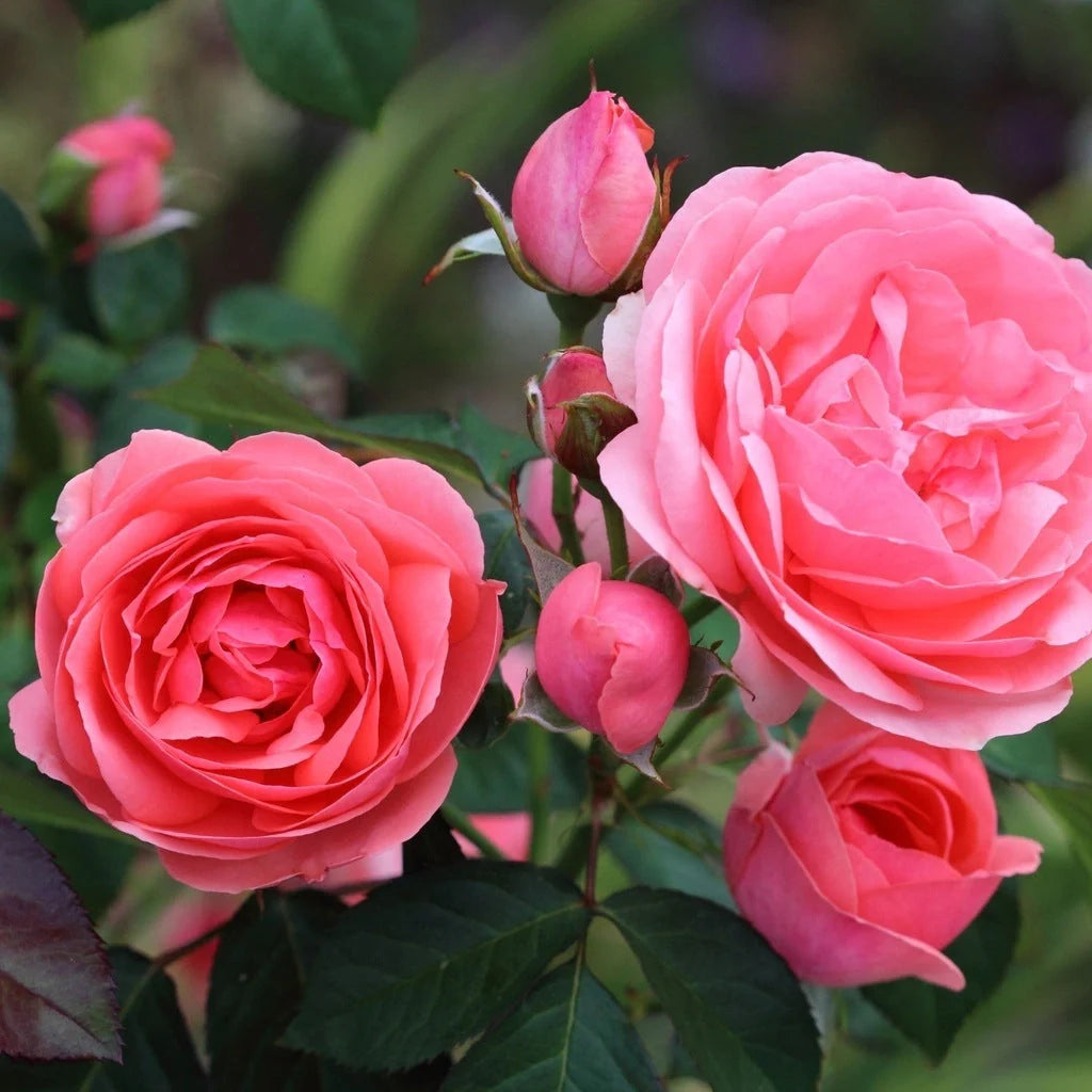 Trandafir Butaș Teahibrid "Kimono", 1 Bucată