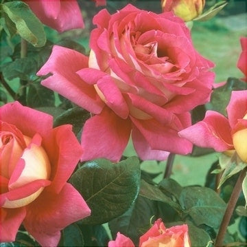 Trandafir Butas Teahibrid "Kronenburg", 1 Bucata