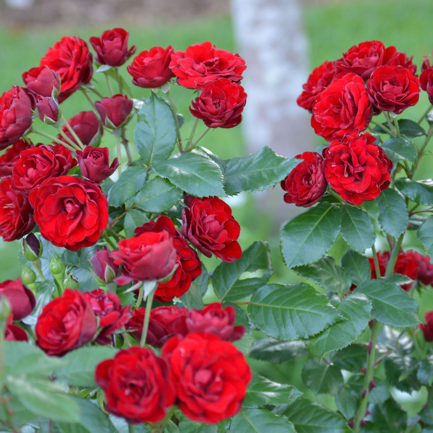 Trandafir Butas Teahibrid "Lavaglut", 1 Bucata