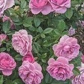 Trandafir Butas Teahibrid "Lavanda", 1 Bucata