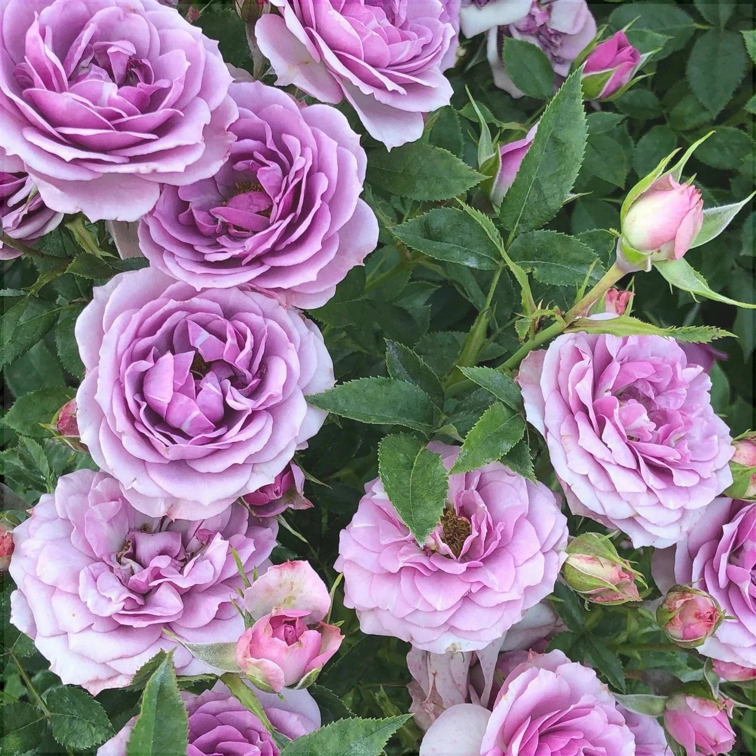 Trandafir Butas Teahibrid "Lavanda", 1 Bucata