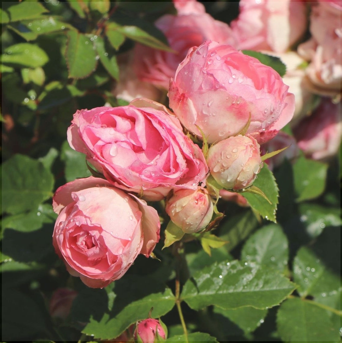 Trandafir Butas Teahibrid "Lovely Rokoko", 1 Bucata