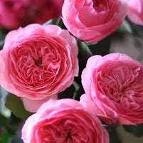 Trandafir Butas Teahibrid "Maria Theresa", 1 Bucata