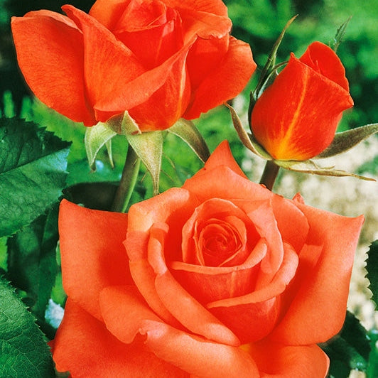 Trandafir Butas Teahibrid "Monica", 1 Bucata