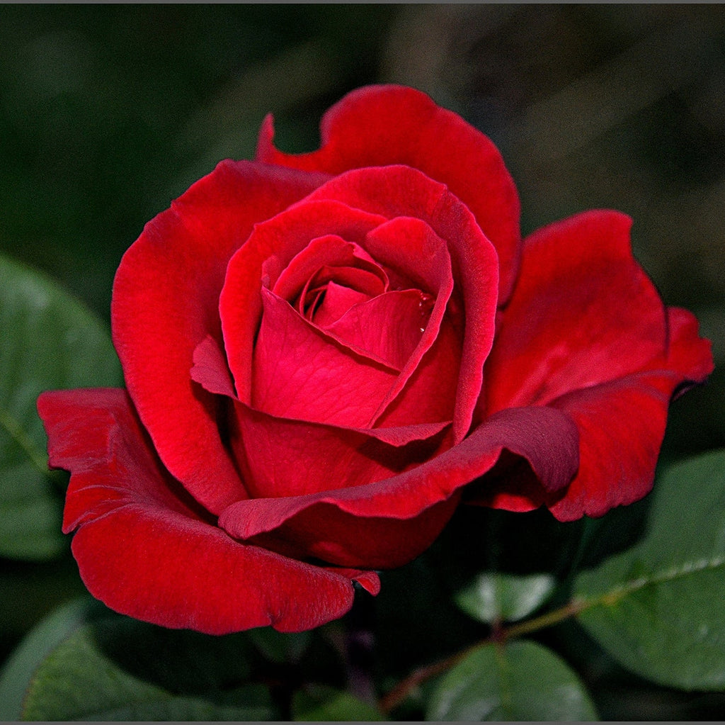 Trandafir Butas Teahibrid "Mr.Lincoln", 1 Bucata