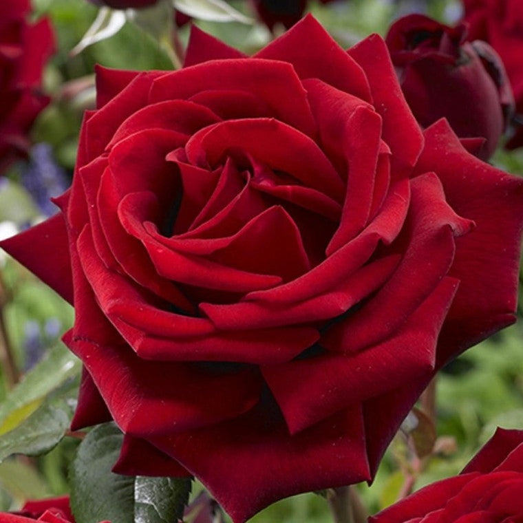 Trandafir Butas Teahibrid "Mr.Lincoln", 1 Bucata