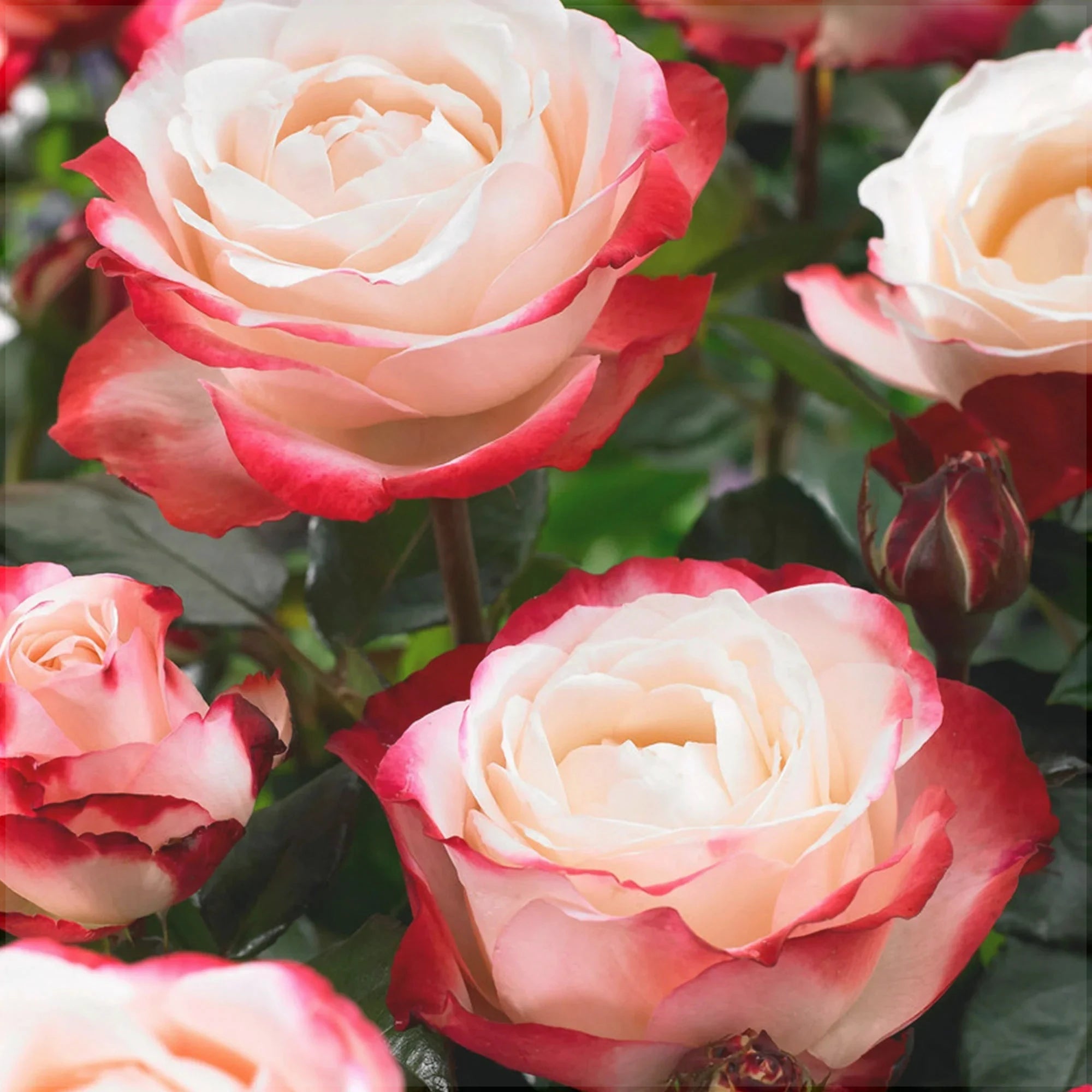 Trandafir Butas Teahibrid "Nostalgie", 1 Bucata