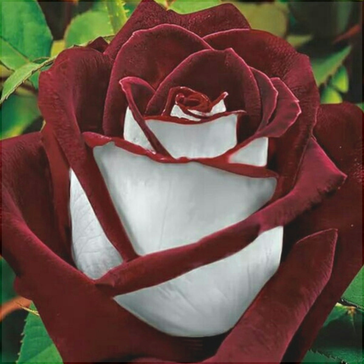 Trandafir Butas Teahibrid "Osiria", 1 Bucata