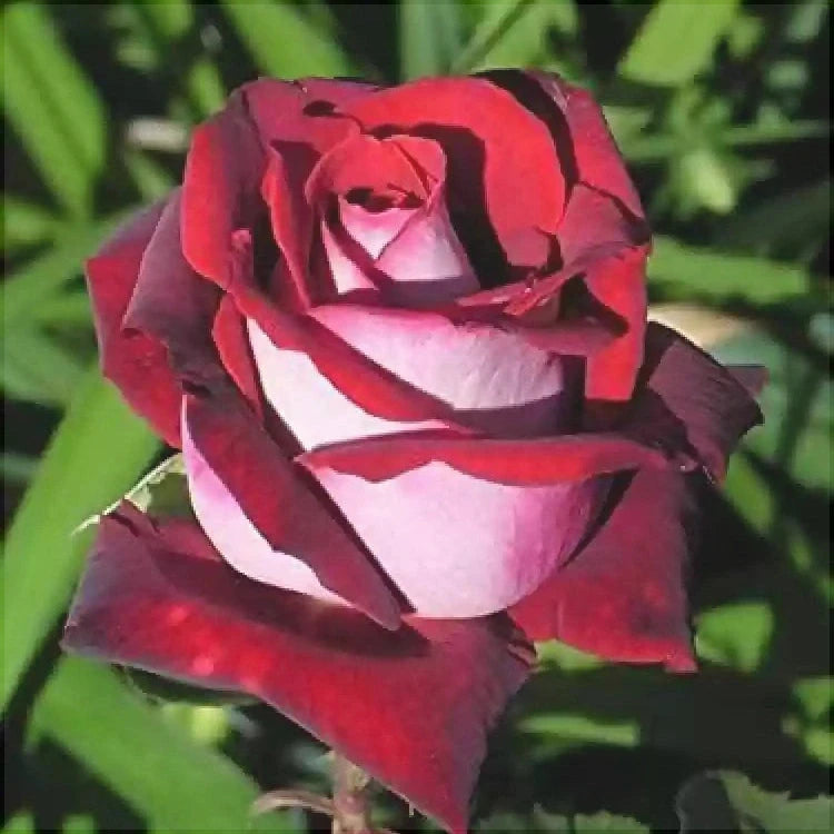 Trandafir Butas Teahibrid "Osiria", 1 Bucata