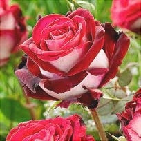 Trandafir Butas Teahibrid "Osiria", 1 Bucata