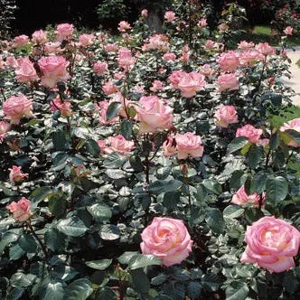 Trandafir Butas Teahibrid "Printesa de Monaco", 1 Bucata