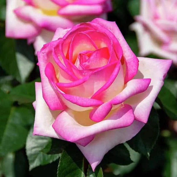 Trandafir Butas Teahibrid "Printesa de Monaco", 1 Bucata