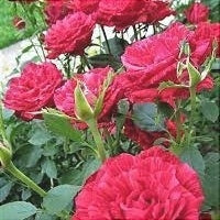 Trandafir Butas Teahibrid "Red Intuition", 1 Bucata